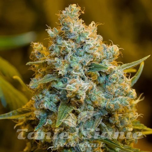 Critical Jack - SILENT SEEDS