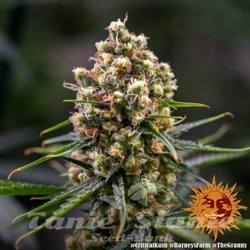 Nasiona Marihuany Critical Kush - BARNEY’S FARM