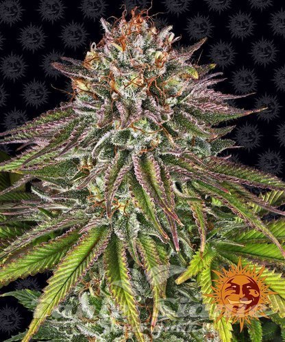 Nasiona Marihuany Critical Kush - BARNEY’S FARM
