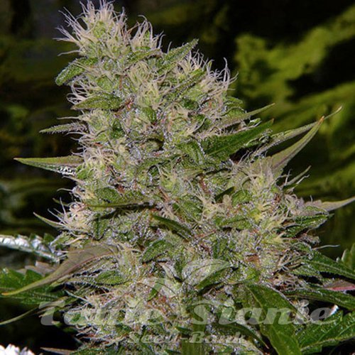 Critical Mass