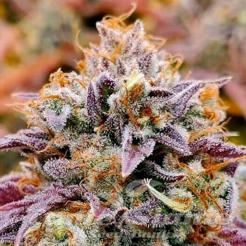 Nasiona Marihuany Cumbia “Una Vela” - R-KIEM SEEDS