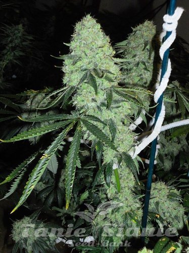 Nasiona Marihuany Dead Head OG - THE CALI CONNECTION