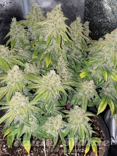 Nasiona Marihuany Deadhead OG Auto - THE CALI CONNECTION