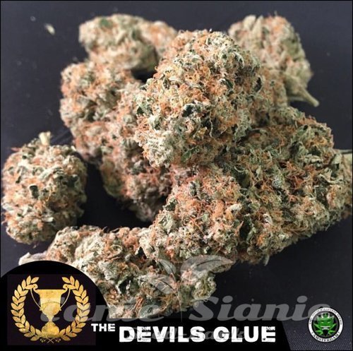 Nasiona Marihuany Devil's Glue - DEVIL'S HARVEST