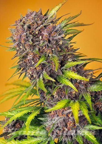 Nasiona Marihuany Diablo Rojo XL Auto - SWEET SEEDS