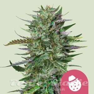 Nasiona Marihuany Do-Si-Dos - ROYAL QUEEN SEEDS
