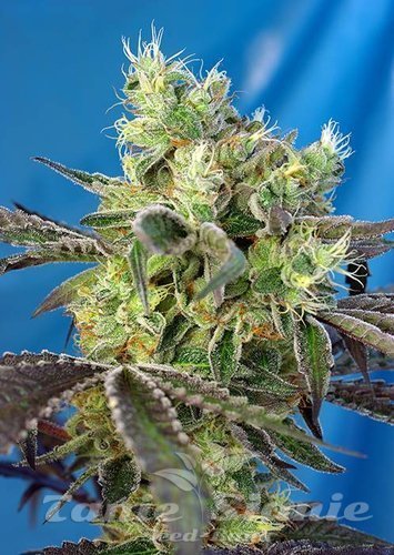 Nasiona Marihuany Do Sweet Dos - SWEET SEEDS