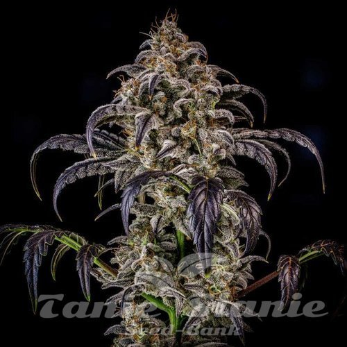 Nasiona Marihuany Double Grape Auto - MEPHISTO GENETICS