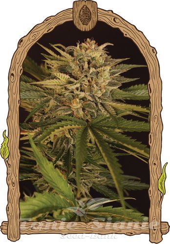 Nasiona Marihuany Dr. Greenman Pure CBD - EXOTIC SEED