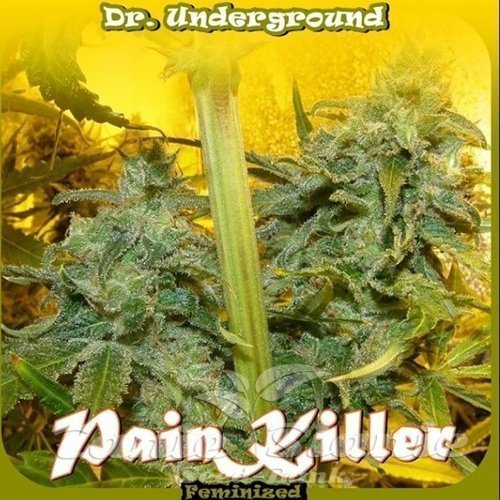 Nasiona Marihuany Painkiller - DR UNDERGROUND