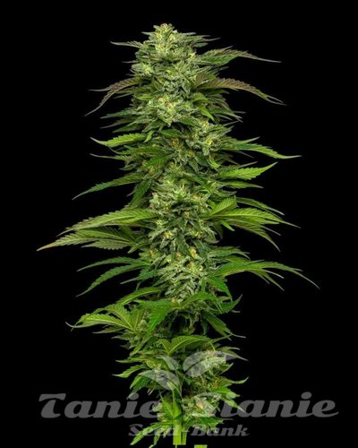 Dream Queen Auto - HUMBOLDT SEED COMPANY