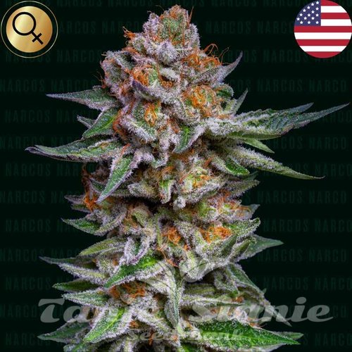 El Patron Dosidos Auto - NARCOS SEEDS