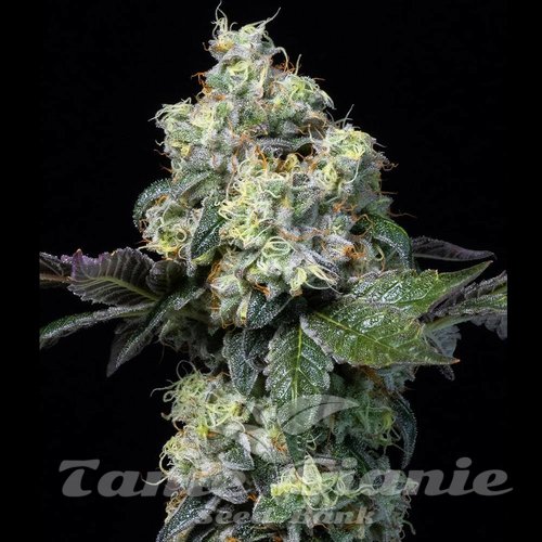 Elephant Trunk - COOKIES SEEDS