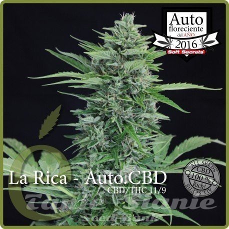 Nasiona Marihuany La Rica Auto CBD - ELITE SEEDS