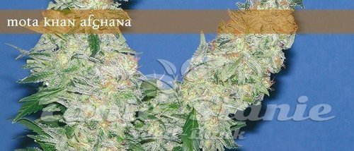 Nasiona Marihuany Mota Khan Afghana - ELITE SEEDS