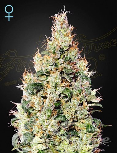 Nasiona Marihuany Exodus Cheese Auto CBD - GREEN HOUSE SEEDS