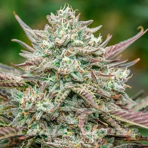 Face Fat Auto - ATLAS SEEDS