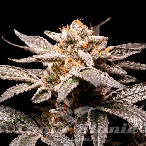 Nasiona Marihuany Fancy - R-KIEM SEEDS