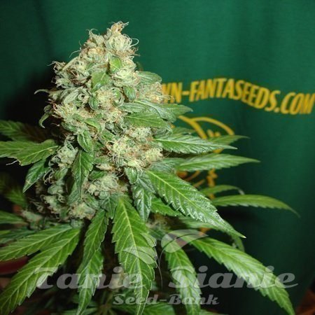 Nasiona Marihuany AC Diesel - FANTASEEDS