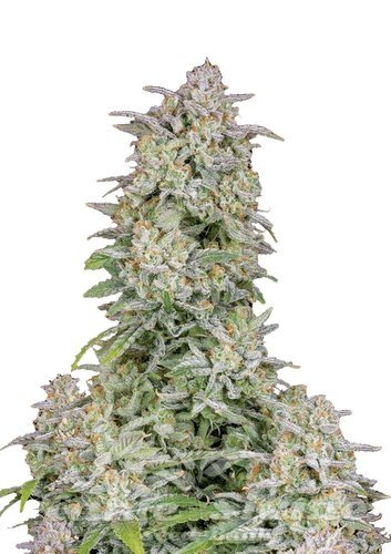 Nasiona Marihuany Forbidden Runtz Auto - FASTBUDS