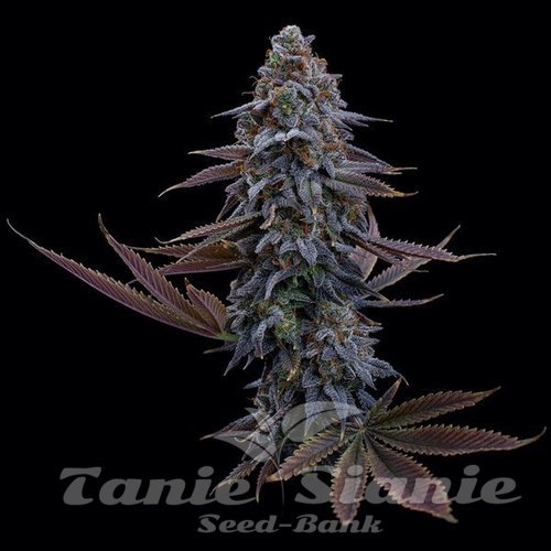 Nasiona Marihuany G13 Genius - BROTHERS GRIMM SEEDS