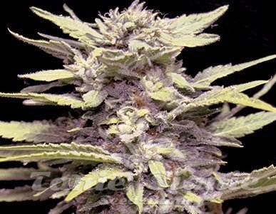 Nasiona Marihuany Blue Cindy - G13 LABS