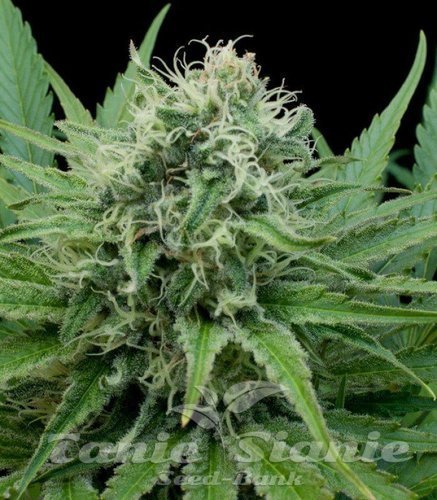 Nasiona Marihuany Raw Diesel - G13 LABS