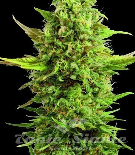 Nasiona Marihuany Royal Kush - G13 LABS