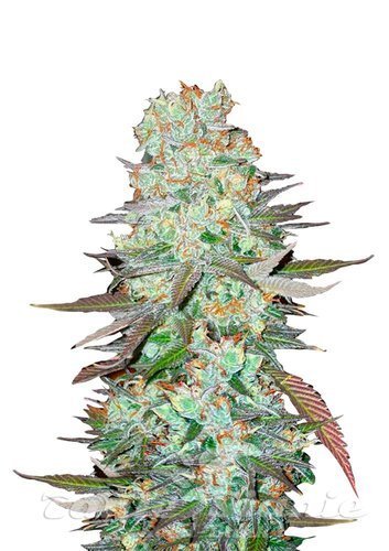 Nasiona Marihuany G14 Auto - FASTBUDS