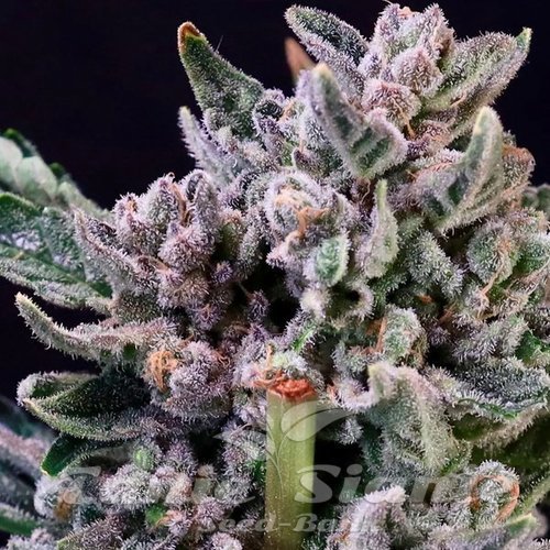 Gelato 41 - ATLAS SEEDS