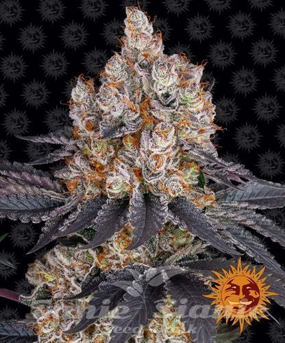 Nasiona Marihuany Gelato - BARNEY'S FARM