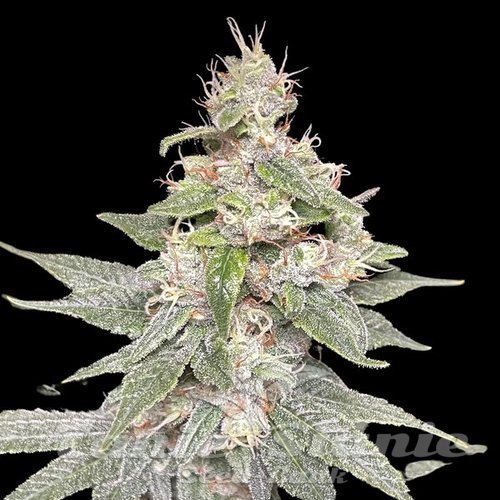 Nasiona Marihuany Genius Juice - BROTHERS GRIMM SEEDS