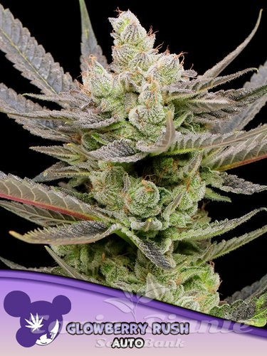 Nasiona Marihuany Glowberry Rush Auto - ANESIA SEEDS