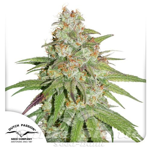 Nasiona Marihuany Glueberry O.G. - DUTCH PASSION