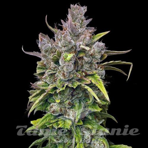 GMO Auto