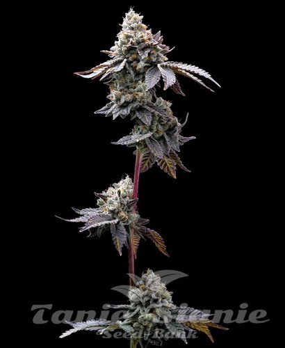 Nasiona Marihuany GMO Cookies - BARNEY'S FARM