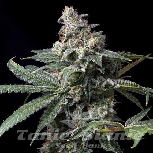 GMO x Hollywood - COOKIES SEEDS