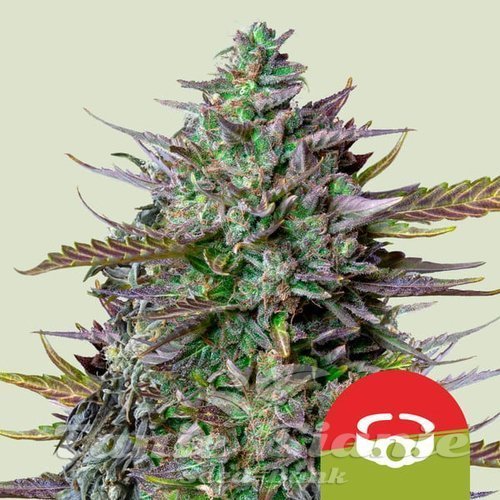 Nasiona Marihuany GOAT'lato Auto - ROYAL QUEEN SEEDS