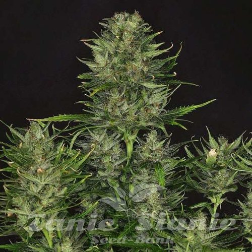 Godfather OG 