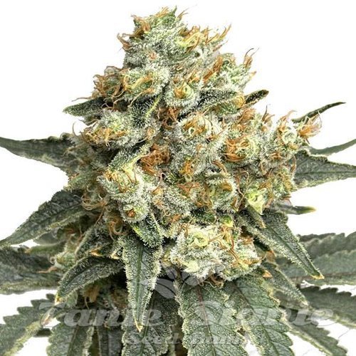 Godfather OG Auto