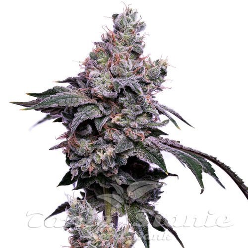 GoldenHaze - Green Bodhi