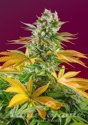 Nasiona Marihuany Gorilla Girl F1 Fast Version - SWEET SEEDS