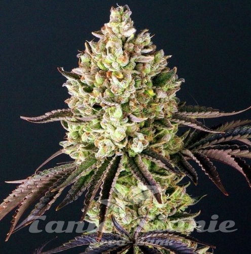 Gorilla Glue - BIOGENETIC