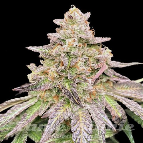 Gorilla Glue CBD Auto