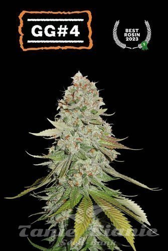 Gorilla Glue GG#4 - SEED STOCKERS
