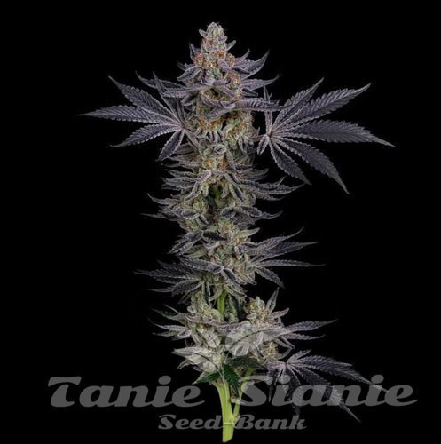 Nasiona Marihuany Gorilla Runtz - SEEDSMAN