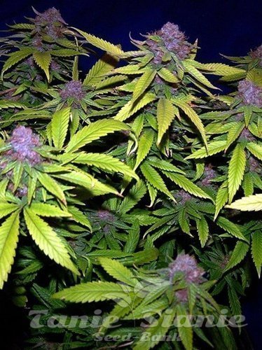 Nasiona Marihuany Grape Kush - THE CALI CONNECTION