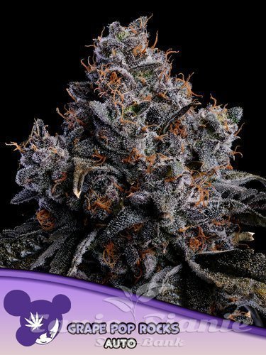 Nasiona Marihuany Grape Pop Rocks Auto - ANESIA SEEDS