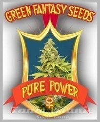 Nasiona Marihuany Pure Power - GREEN FANTASY SEEDS