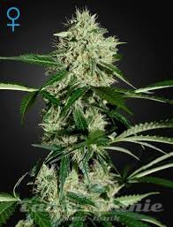 Nasiona Marihuany Northern Light Automatic - GREEN HOUSE SEEDS